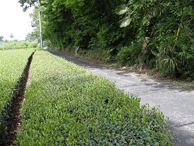 茶畑脇の緑の小道の写真