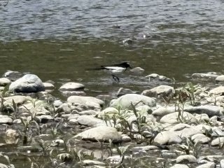 野鳥 Photo