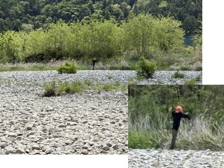 あれ Photo