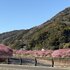 河津桜